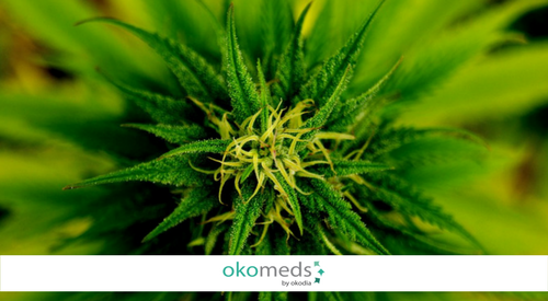 Medical Marijuana